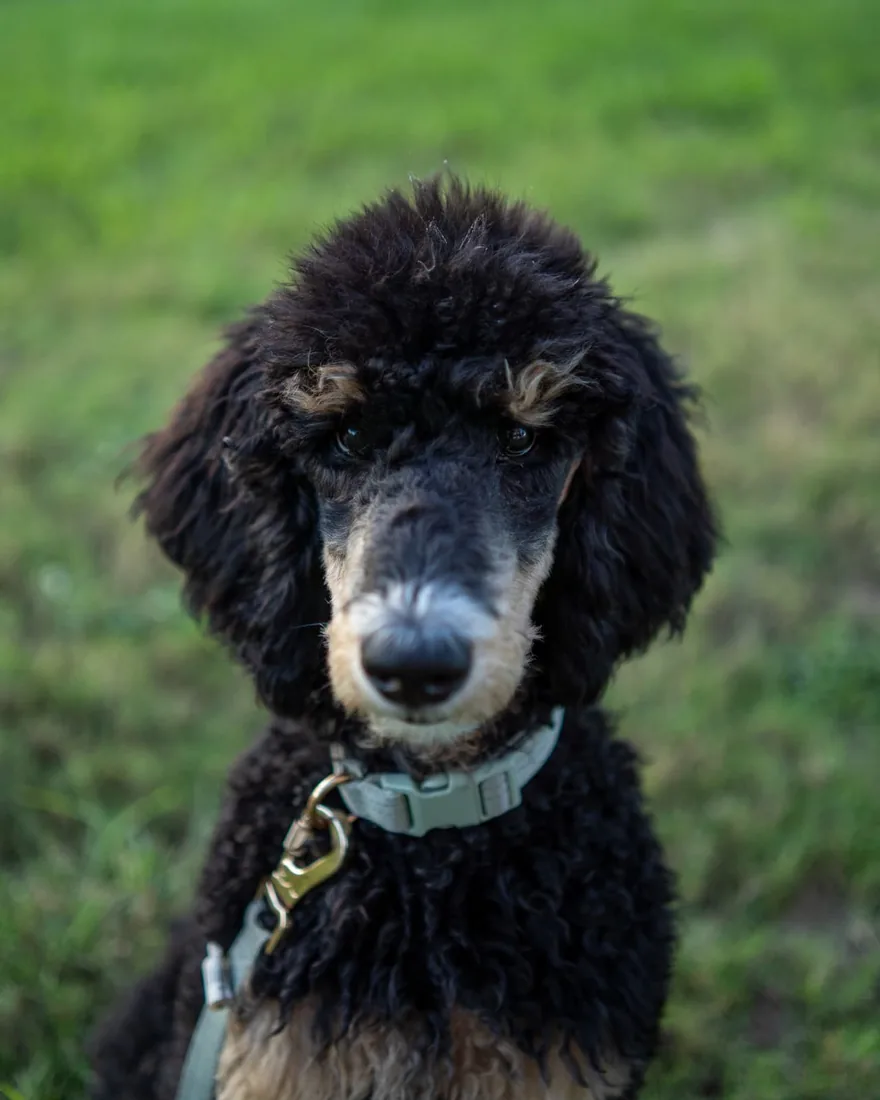 Wybie, a phantom poodle, looking into the camera by the lake